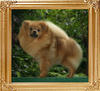 Canton_Pufpride_Dream_Wonder_1yr_5.5lbs_2nd_46106.jpg
