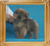 Canton_Ray__Jackson_3.3lbs_P6-6_2mo_3wk_5693.jpg