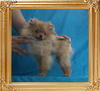 Canton_Safen_Sound_2.4lbs_at_4mo_1wk_4024.jpg