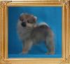 Canton_Sally_Jo_2lbs_2mo_2wk_47070.jpg