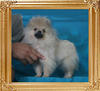 Canton_Shooting_Games_275lbs_3mo_3wk_P6-5_0740.jpg