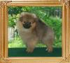 10 weeks Canton_Star_Sapphire_10weeks.jpg