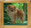Canton_Sue_Lyon_1yr_5lbs_2nd_46117.jpg