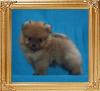 Canton_Supernova_0.9lbs_1mo_3wk_47071.jpg