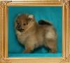 Canton_Sweet_Charity_1.4lbs_2mo_47075.jpg