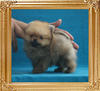Canton_Tigermoon_2mo_1wk_0.9lbs_3198.jpg