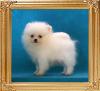 1.6lbs at 2 mos 1 wk Canton_White_Ball_2mos_1_wk_1.6lbs_framed.jpg