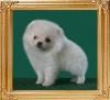 Canton_White_Cloud_Jazz_1_n_half_mo.jpg