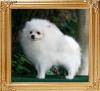Canton_White_Desire_framed.jpg