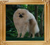 Canton_Yoko_Style_1yr_5.5lbs_2nd_46109.jpg