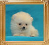 Coral_Pentheus_2mo_2wk_0.9lbs_47419.jpg