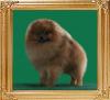 Ph_Ch_Canton_Starbrite_2yrs_1mo_5_lb.jpg