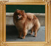 Pufpride_Sundance_Sallyana_7yr_5.5lbs_13127.jpg