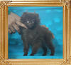 Yingyang_Andrea_Reigns_4mo_2wk_2.7lbs_P6-5_8807.jpg