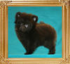 Yingyang_Chocolate_Angel_2mo_1.1lbs.jpg