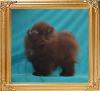 Yingyang_Chocolate_Glow_1lbs_3mo_2wk.jpg