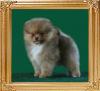 Yingyang_Lady_of_the_Lake_2mo_1.6_lbs.jpg