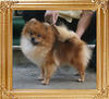 Yingyang_Loretta_Young_6.38lbs_2yr_6533.jpg