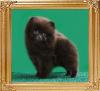 Yinyang_Fortune_Cookie_2mo_1.1_lbs.jpg