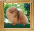 18208u_Canton_Dreamaker_18_mos.jpg