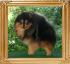 8118w_Tie_N_Tails_16_n_half_mos.jpg