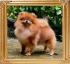Canton_Aphrodite_Rising_Ph_Ch_1_yr_1_mo.jpg