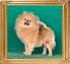 Canton_Golden_Haley_1_yr_1_mo_8497.jpg