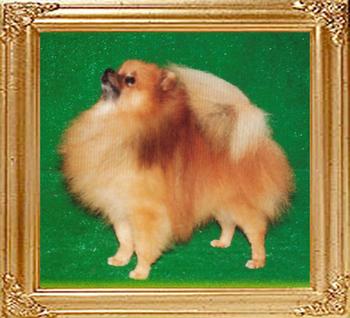 10472z_Poldo_of_Huei_An_Kennel__b.jpg