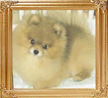 10542z_Rodis_Rain_Beaus_Bodyguard_Ch.jpg