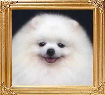 156_Ph_Am_Ch_Showins_Powerball.jpg