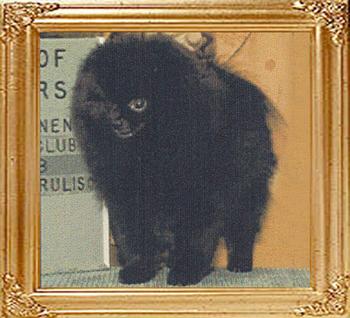 16382z_Finchs_Midnight_Special_Ch.jpg