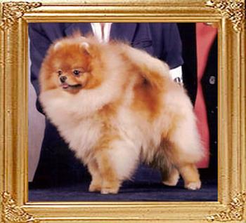 18829z_PowerPom_The_Incredible.jpg
