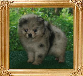 1 month 2 weeks old 18907z_Yingyang_Bettina_of_Canton_F_1_mo_2_wks.jpg