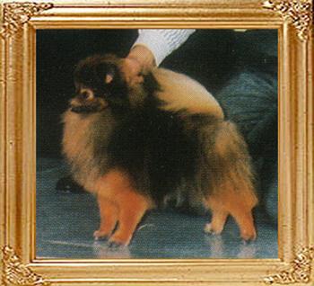 20293z_Orm_of_Yuan_Shin_Kennel.jpg
