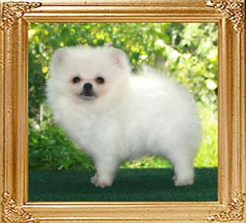 20508z_Canton_White_Duke_2_mo.jpg