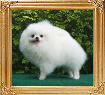 20704z_ROC_Ch_Gundolf_of_Chiao_Li_ya_2_yrs_9_mo_M.jpg