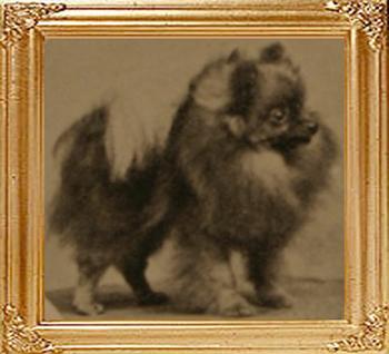 21087z_Ch_The_Sable_Mite_-_born_1902.jpg
