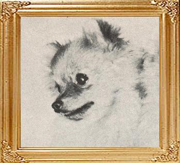 22313z_Foxfire_Joy_Ch.jpg