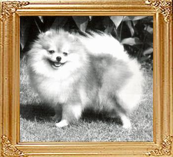 25319z_Calanus_Fancy_Fantasia.jpg