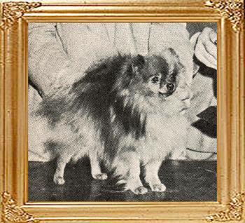 26213z_Sir_Percy_of_Point_Loma_Ch.jpg