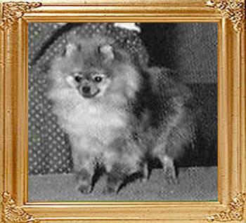 3245z_Great_Elms_Honey_Of_Lenette.jpg