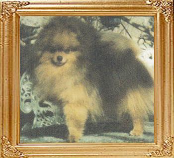 34101z_Dochlaggie_Dark_Phantom_New_Zealand_Ch.jpg