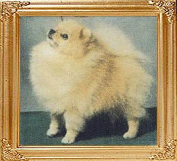 34106z_Dochlaggie_Deity_Aust_New_Zealand_Singapore_Ch.jpg