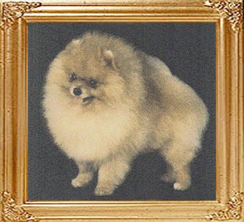 34120z_Dochlaggie_Domino_Aust_BISA_Ch.jpg