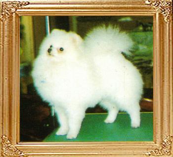 3492z_Paichusi_of_Chiao_Li_Ya_Ai_Kennel.jpg