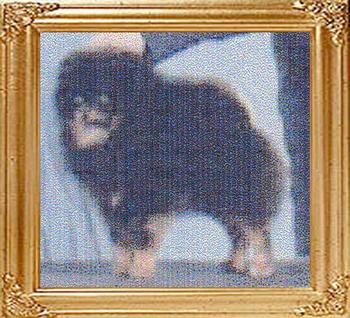 35806z_Jenuwayne_Kemo_Saubie_Can_Ch.jpg
