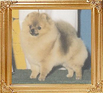 36431z_LessardsOopsy_Daisy_Ch.jpg