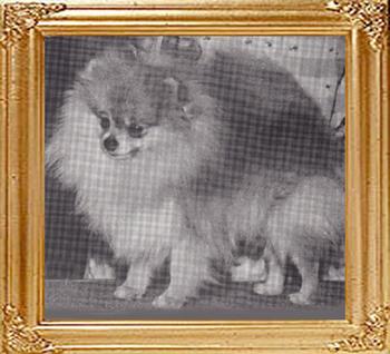 40473z_Tomar_Maykens_Mr._Beautiful_Ch.jpg