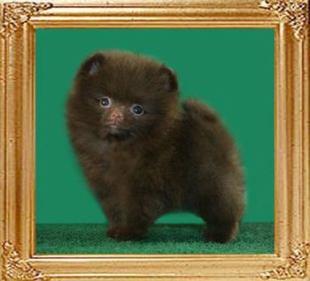 45003z_Yingyang_Chocolate_Brownie_2mo.jpg