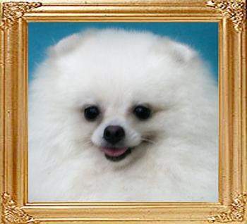 5294z_White_Dolly.JPG
